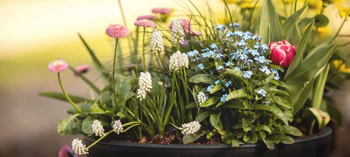Bepflanzung eines Blumentopfes nach &quot;Lasagne-Art&quot;