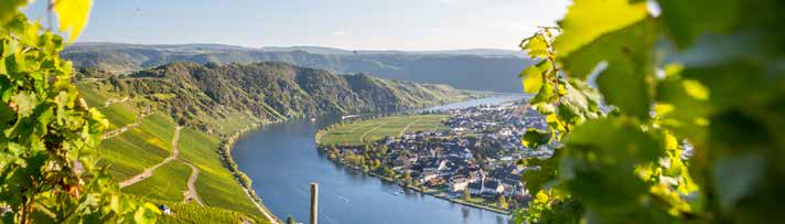 Ein Picknick im Weinberg von Ürzig, geführt von Bernhard Föhr